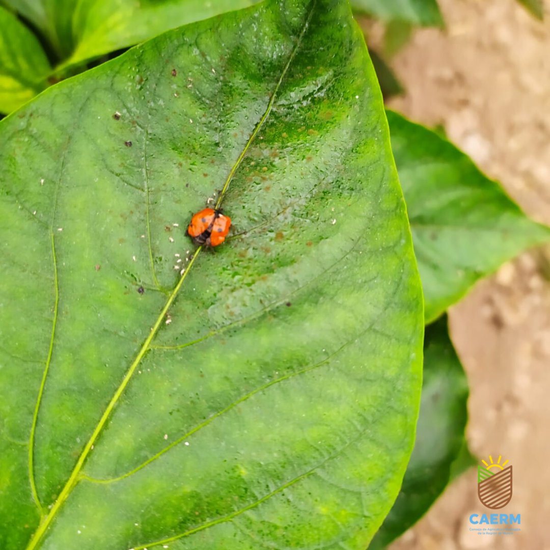 caermurcia's tweet image. 📷 ¡Mariquita 🐞 dándose un festín de pulgón en un cultivo de #pimiento #ecológico en una finca en San Javier!

#controlbiológico #agriculturaecológica