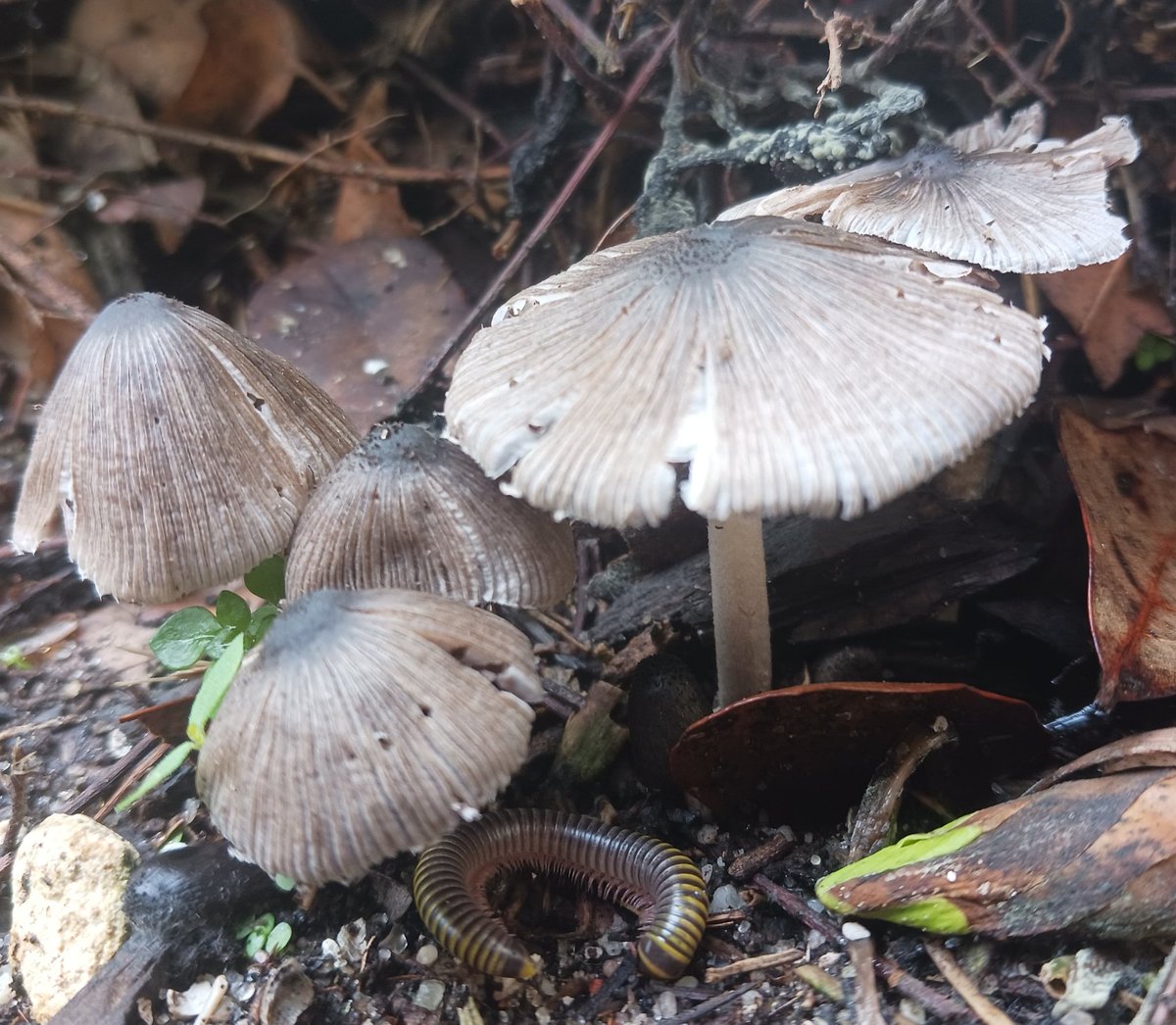 manton34's tweet photo. 🍄Fungi Friday🍄 https://t.co/Z2JLTEiFKd