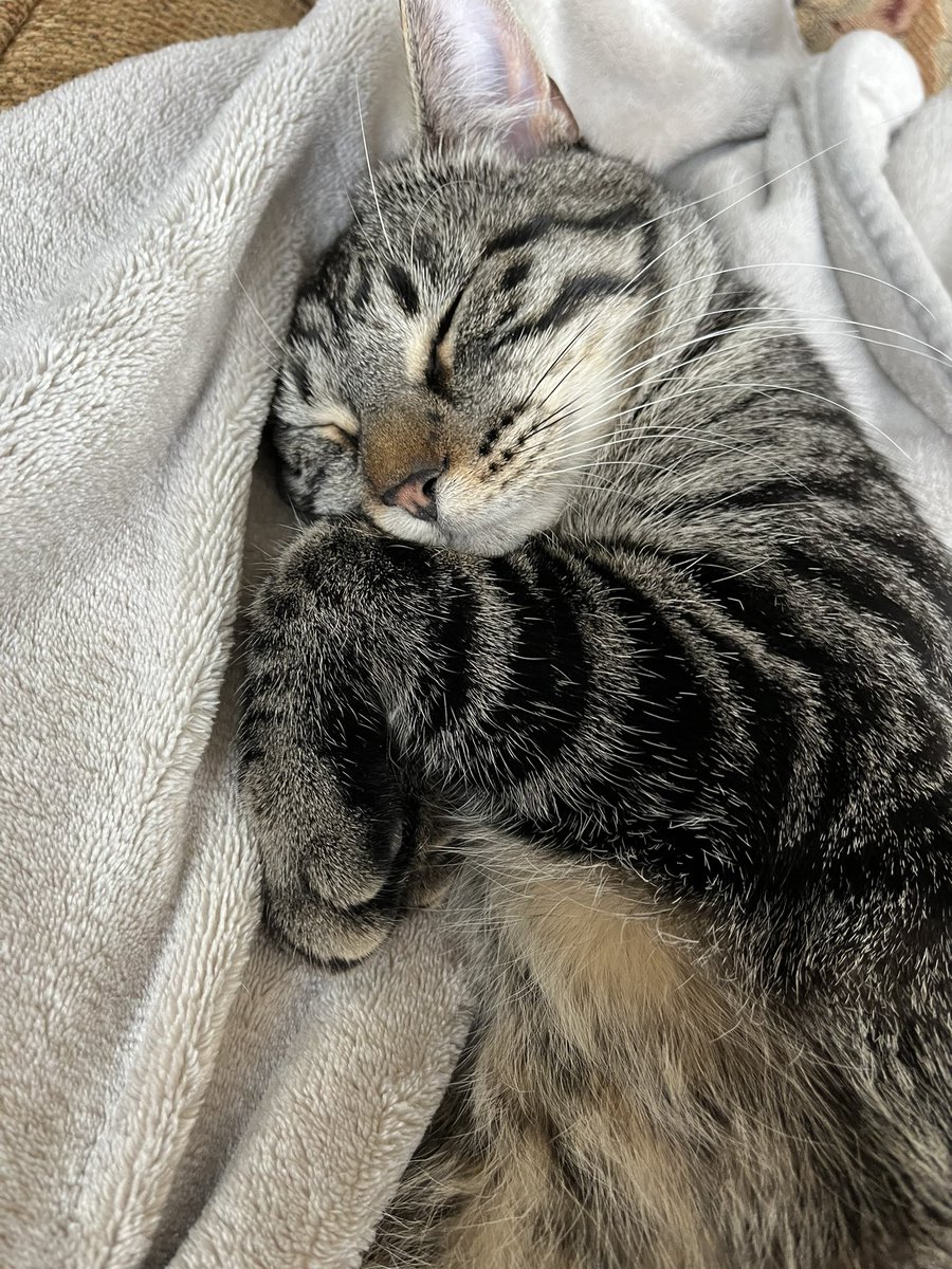 Wish Echo a Happy Birthday!! He is now 1. Only had him for a few weeks but his sweetness, adorable meows (hence the name), goofiness, and even his mayhem has truly changed my life for the better. I have always wanted a cat and never thought I would find the perfect one!