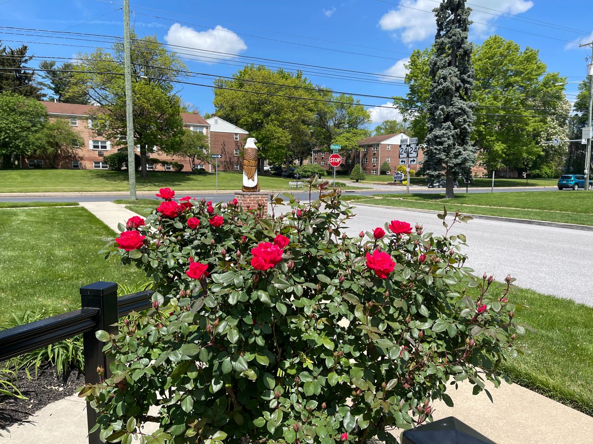 bellomoassoc's tweet photo. 🌞 Today is a beautiful day at Bellomo &amp; Associates, and the roses are in full bloom! 🌹✨ The vibrant colors and fragrant blossoms remind us of the beauty that surrounds us.

Wishing you all a day filled with beauty and positivity! 💐✨

#familyfirst #yorkpa https://t.co/MkMMwumA2C