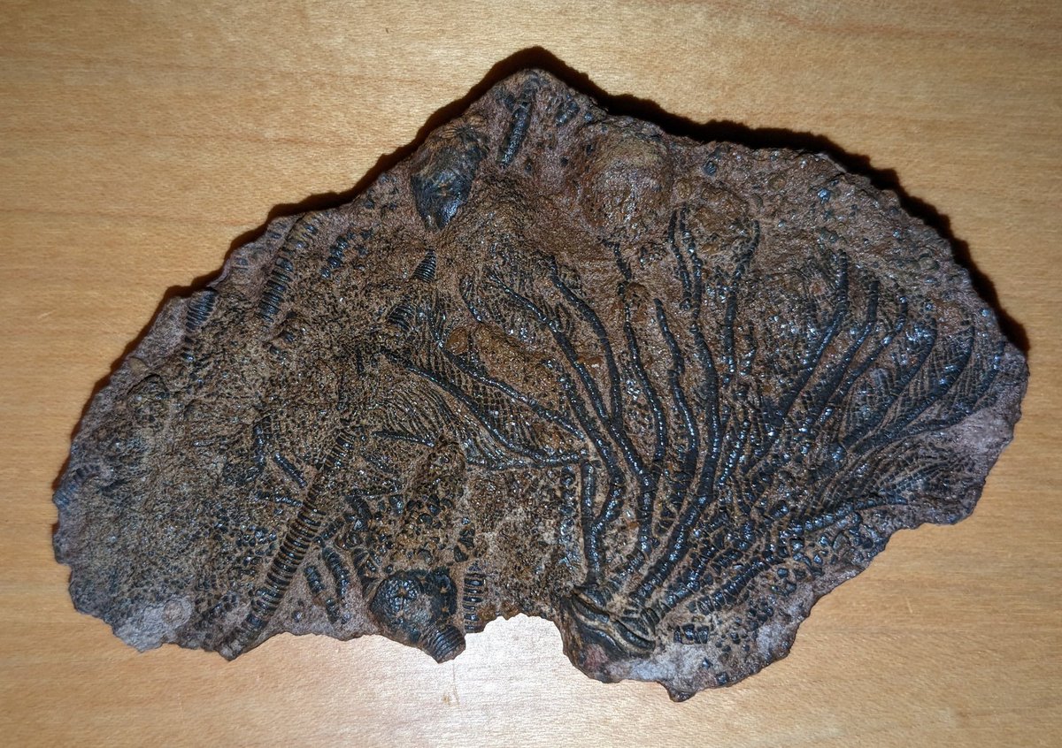 CambroJoe's tweet image. This #FossilFriday, I give you Moroccocrinus ebbighauseni from the #Devonian of, you guessed it, Morocco.