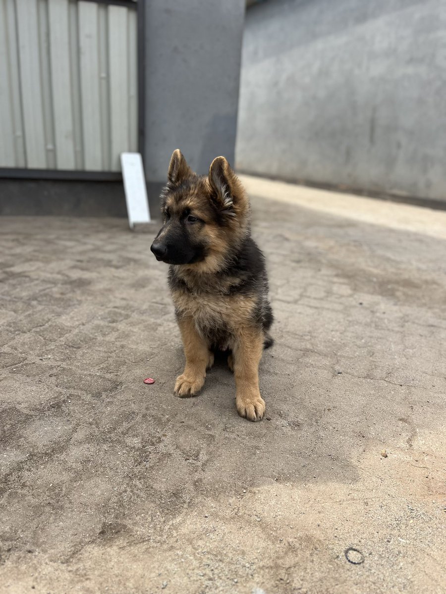 Twimbos, I have top showline long fur coat German Shepherd puppies available. Purely bred lines with all full vaccination records available for adoption. Check out our Facebook & Instagram: Affluence Farming, for our track record. 

If you’re keen on adopting king size dogs to…