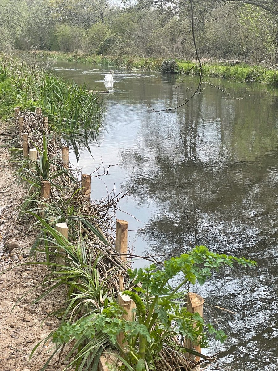 johnoflynnEA's tweet photo. #WestHantsFieldTeam completed repair to #RiverItchen bank which was losing alot of water across the footpath nr #Brambridge #ColdenCommon using local materials. So important not to let these breaches develop. #floodaware #environment #biodiversity @WinchesterCity @hantsconnect https://t.co/t5UM47iin5