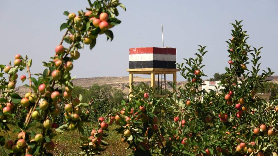 نجاح زراعة التفاح السكري بمحافظة صعدة، وهذا نعمة من نعم الله علينا وهي خطوة نحو #الاكتفاء الذاتي.