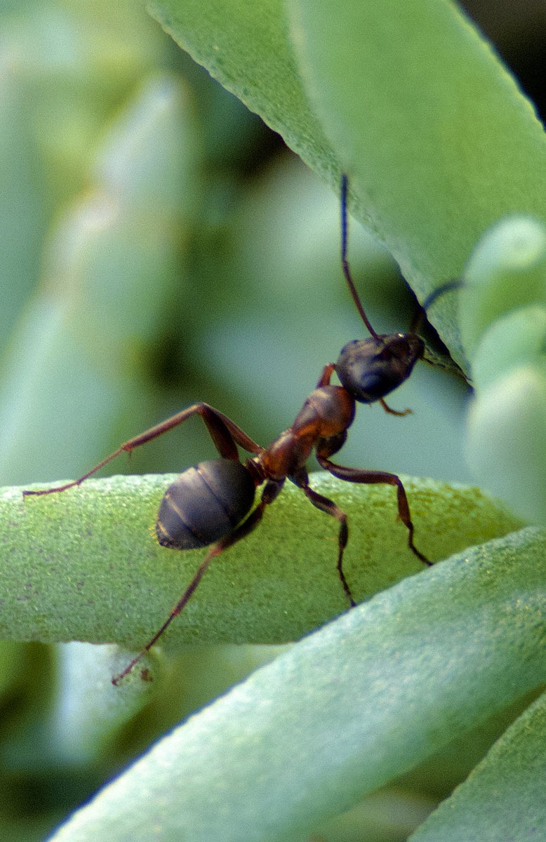 Funkeyy_'s tweet image. Wenn ihr Lust habt, schaut vorbei: instagram.com/macroworldpict…

Poste da gelegentlich Macro Bilder (erst seit Gestern, sind also noch nicht perfekt).