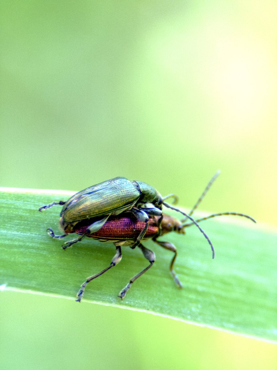 Funkeyy_'s tweet image. Wenn ihr Lust habt, schaut vorbei: instagram.com/macroworldpict…

Poste da gelegentlich Macro Bilder (erst seit Gestern, sind also noch nicht perfekt).