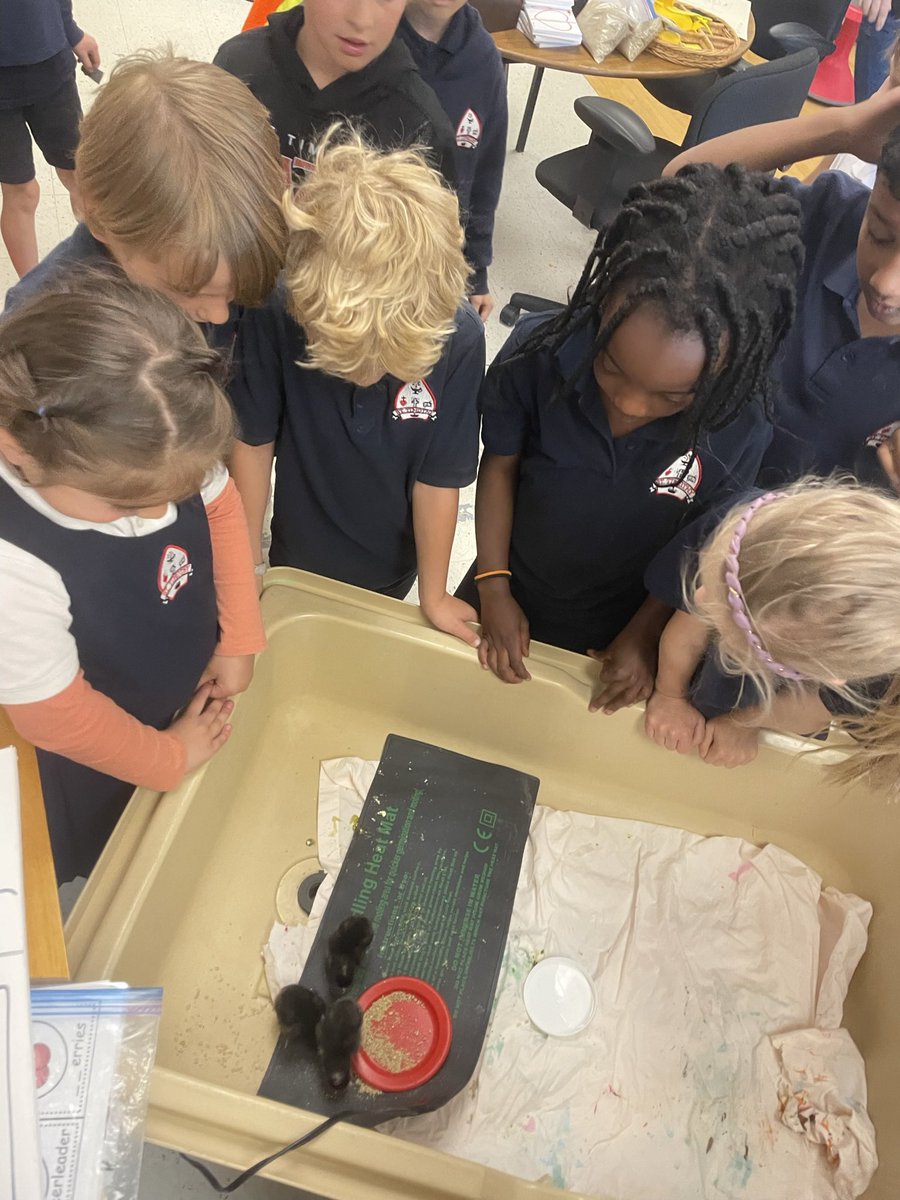 MsNardi1's tweet photo. Grade 1s have been learning about living things! Today, we went to visit the chicks in @kindergarten8A classroom. We had so much fun making connections to what we have been learning about living things. 🐥 @MrsTrupcevics1s https://t.co/t3yChoAyuv