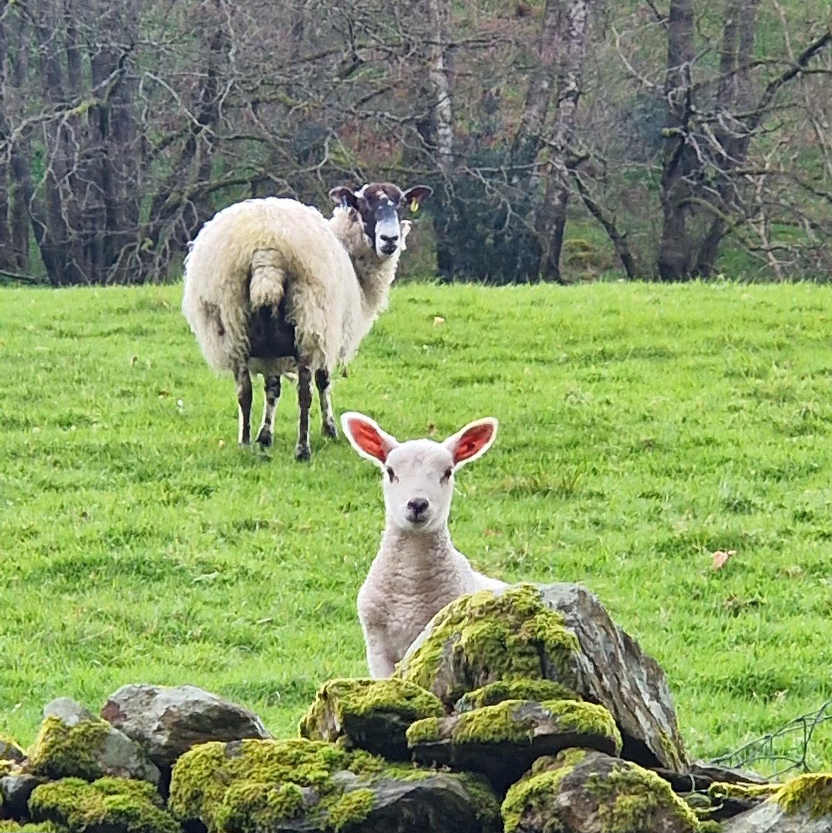 Our delightful new neighbours!

#hilltop #hilltopfarm #lambs #lambingseason #lakedistrict #lakedistrictuk #lakedistrictnationalpark #farming #sheep
