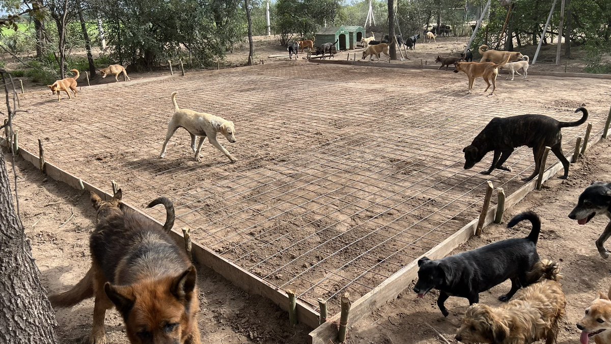 canichones's tweet image. Cómo te decía. Los FERIADOS no son Para nosotros. 

Hoy en NARNIA COMENZAMOS LAS OBRAS !!! 

Inicio de la Construcción de la PLATEA PARA LA CÁBAÑA donde va a funcionar LA VETERINARIA de Los CANICHONES !!! 

Háblame de amor !!! 🐶🐶🐶❤️
