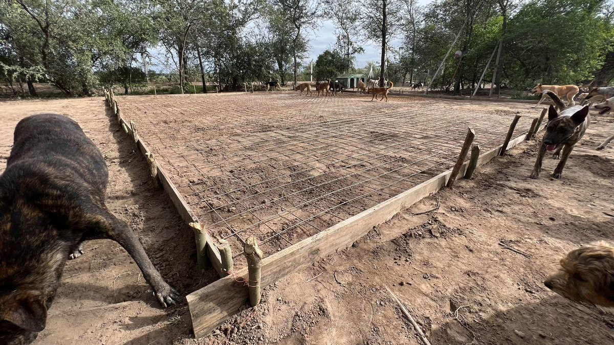 canichones's tweet image. Cómo te decía. Los FERIADOS no son Para nosotros. 

Hoy en NARNIA COMENZAMOS LAS OBRAS !!! 

Inicio de la Construcción de la PLATEA PARA LA CÁBAÑA donde va a funcionar LA VETERINARIA de Los CANICHONES !!! 

Háblame de amor !!! 🐶🐶🐶❤️