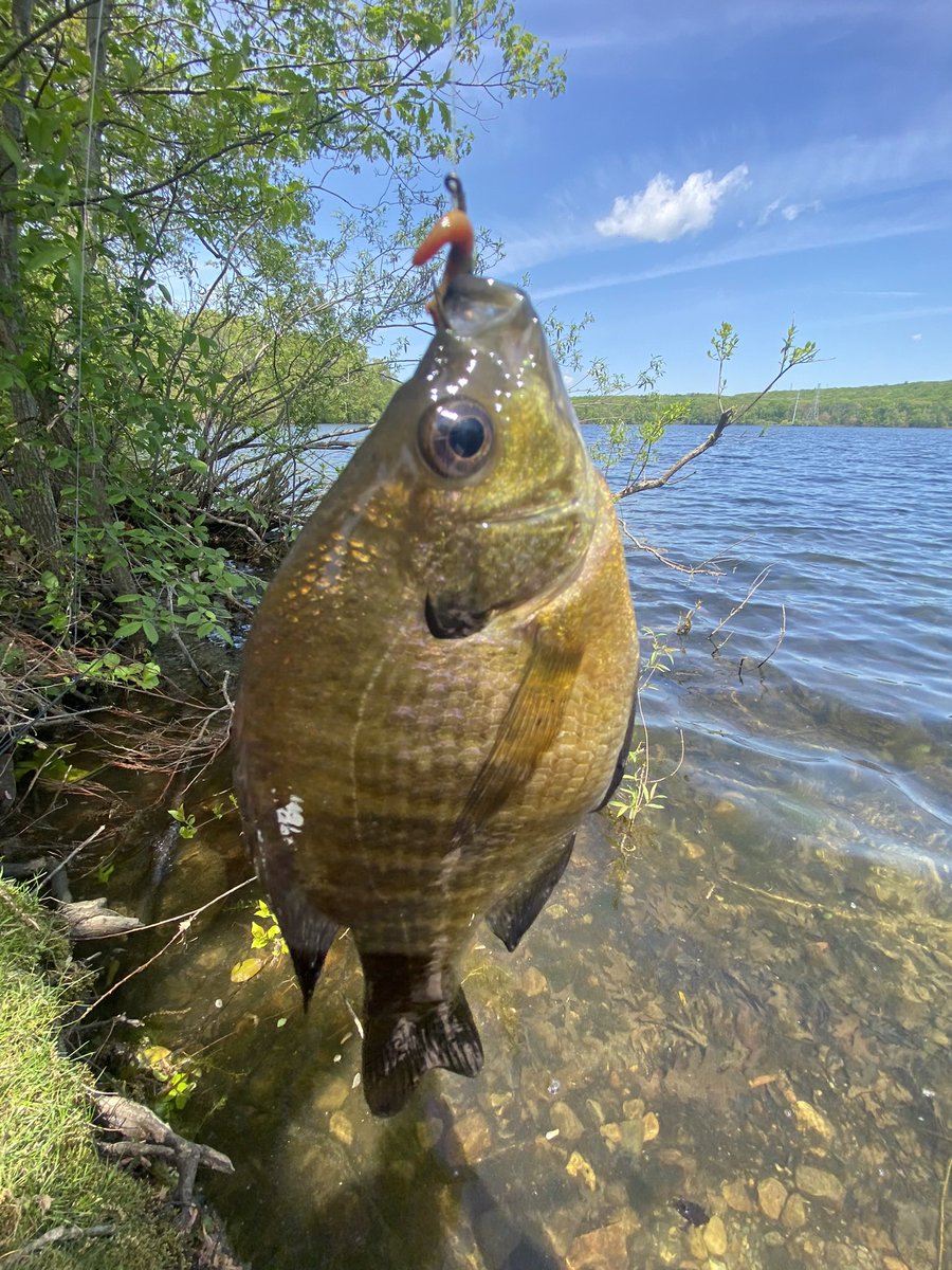 crazy how you would still have a career if u werent a dick to legaleagles editor anyway look at these bluegills i caught a while back