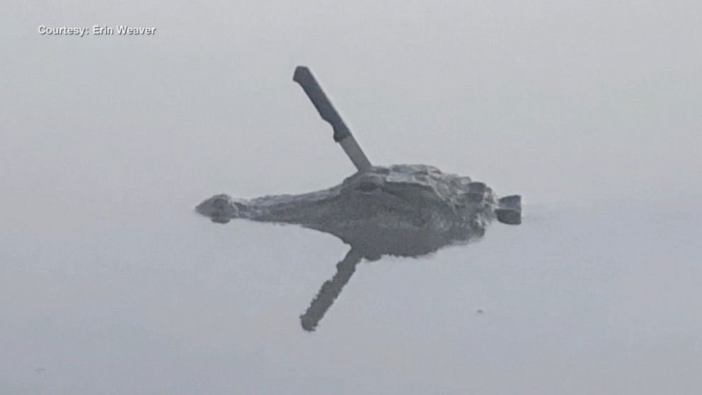 Macc_Dev's tweet photo. Gator don’t play no shit https://t.co/FSI1FIBQlY