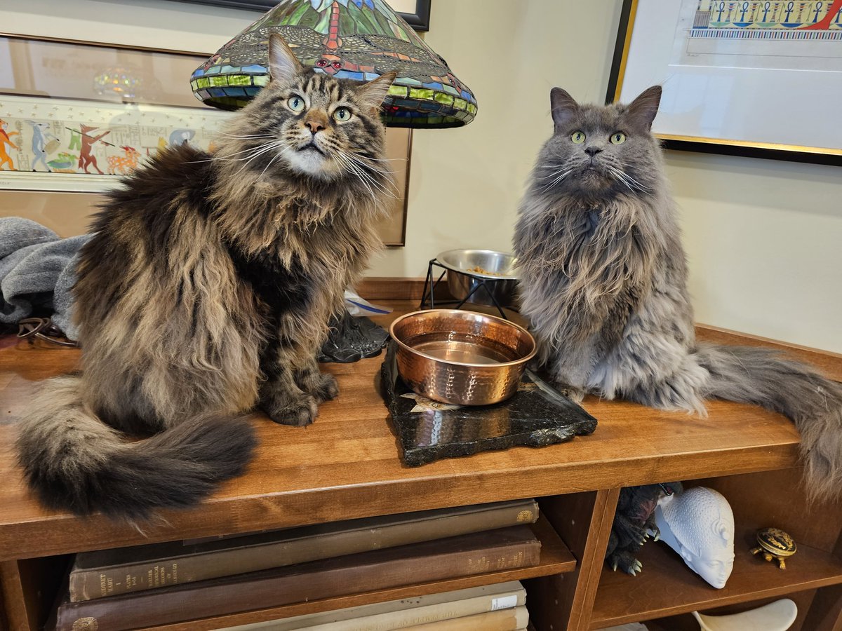 The best time to photograph large panthers is when they come to the watering hole to drink... #cats #CatsOfTwitter #catlife #catlovers #MaineCoon