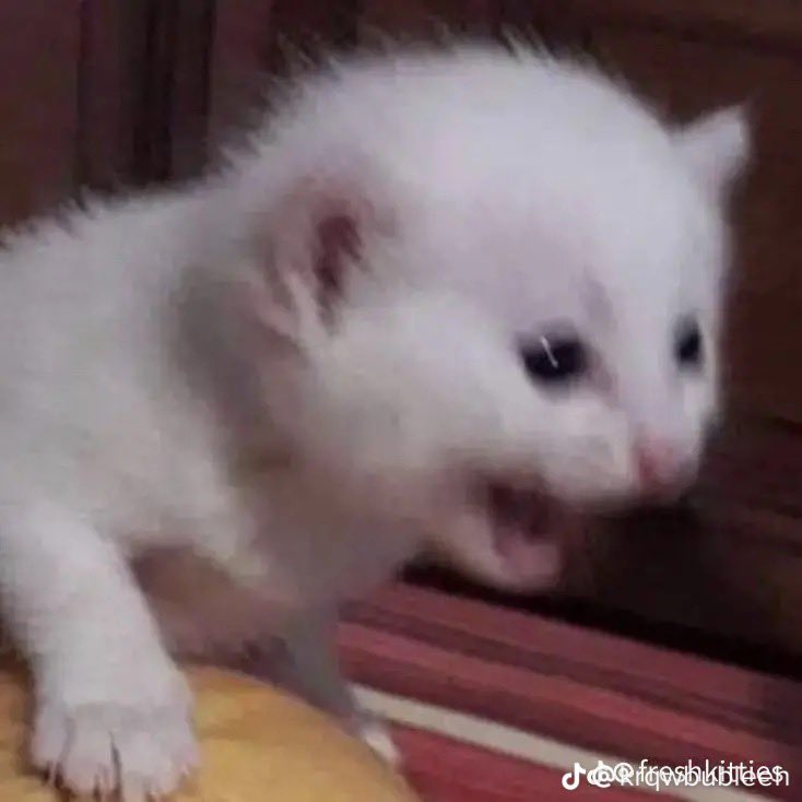 lil silly fluffball tweet media