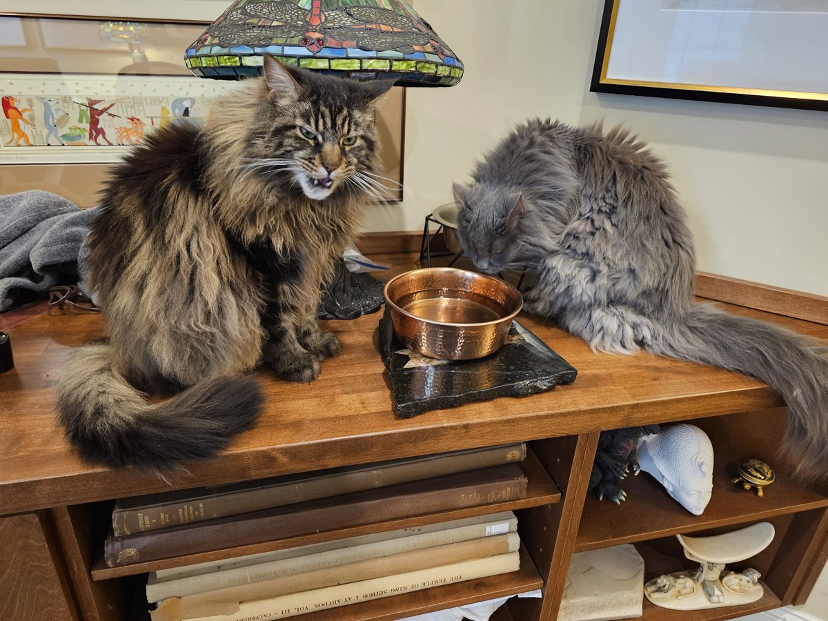 ...don't approach the panthers too closely at the waterhole, they can become aggressive #CatsofTwittter #cat #MaineCoon #catlife #kitty