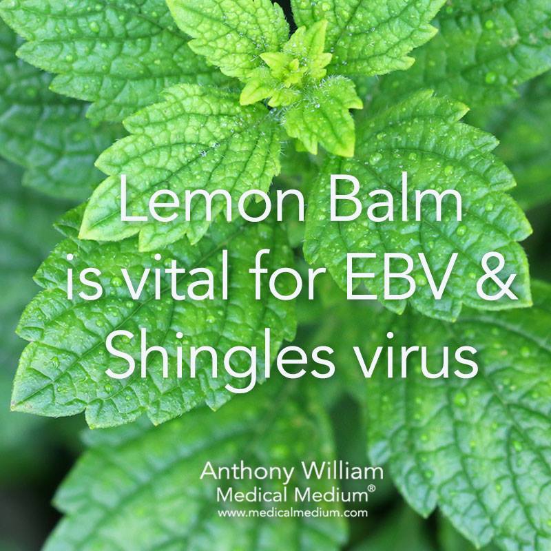 Lemon Balm is vital for #EBV & #Shingles virus