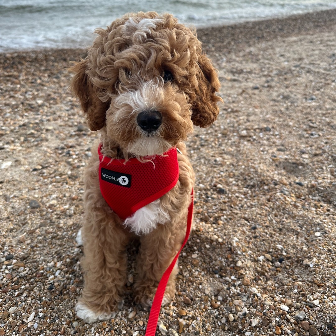 Gus on his first ever walk!💙

l8r.it/vBq1 
#wooflesuk #dogsuk #dogfashion #dogharness #dogobsessed #walkies #dogwalk #dogoftheday #dogboutique #dogwalkers #shopsmall #doglover #doglove #bestwoof #dogscorner #doglife #ilovemydog #newpuppy #dogstyle #dogaccessories