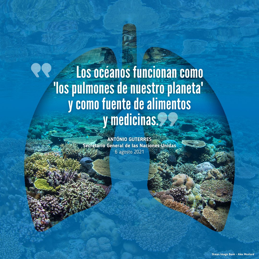 Los océanos funcionan como los pulmones de nuestro planeta.

No solo nos proporcionan el oxígeno que respiramos, también nos dan alimentos, medicinas y trabajos.

#ActúaAhora y demuestra tu agradecimiento.

un.org/es/actnow

#SalvemosLosOcéanos