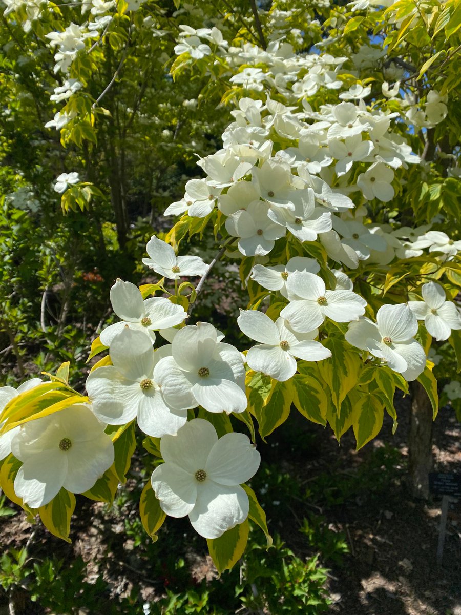 Royal Botanical Gardens tweet media