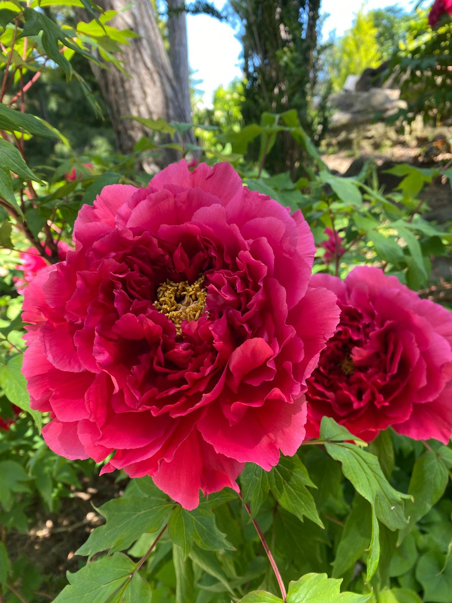 Royal Botanical Gardens tweet media