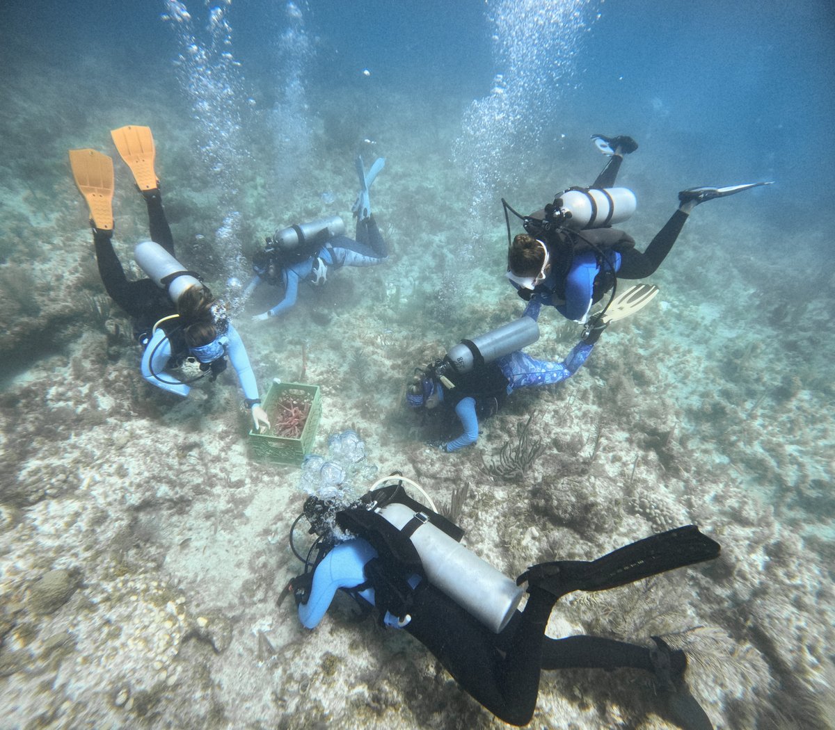 coralcrf's tweet image. Many hands make light work #FridayFieldUpdate

This week our volunteers were a major asset. Divers visited 4 different reef sites this week; Alligator, Pickles, Carysfort, and Eastern Dry Rocks returning over 2,700 elkhorn and staghorn corals across all 4 locations! 📣