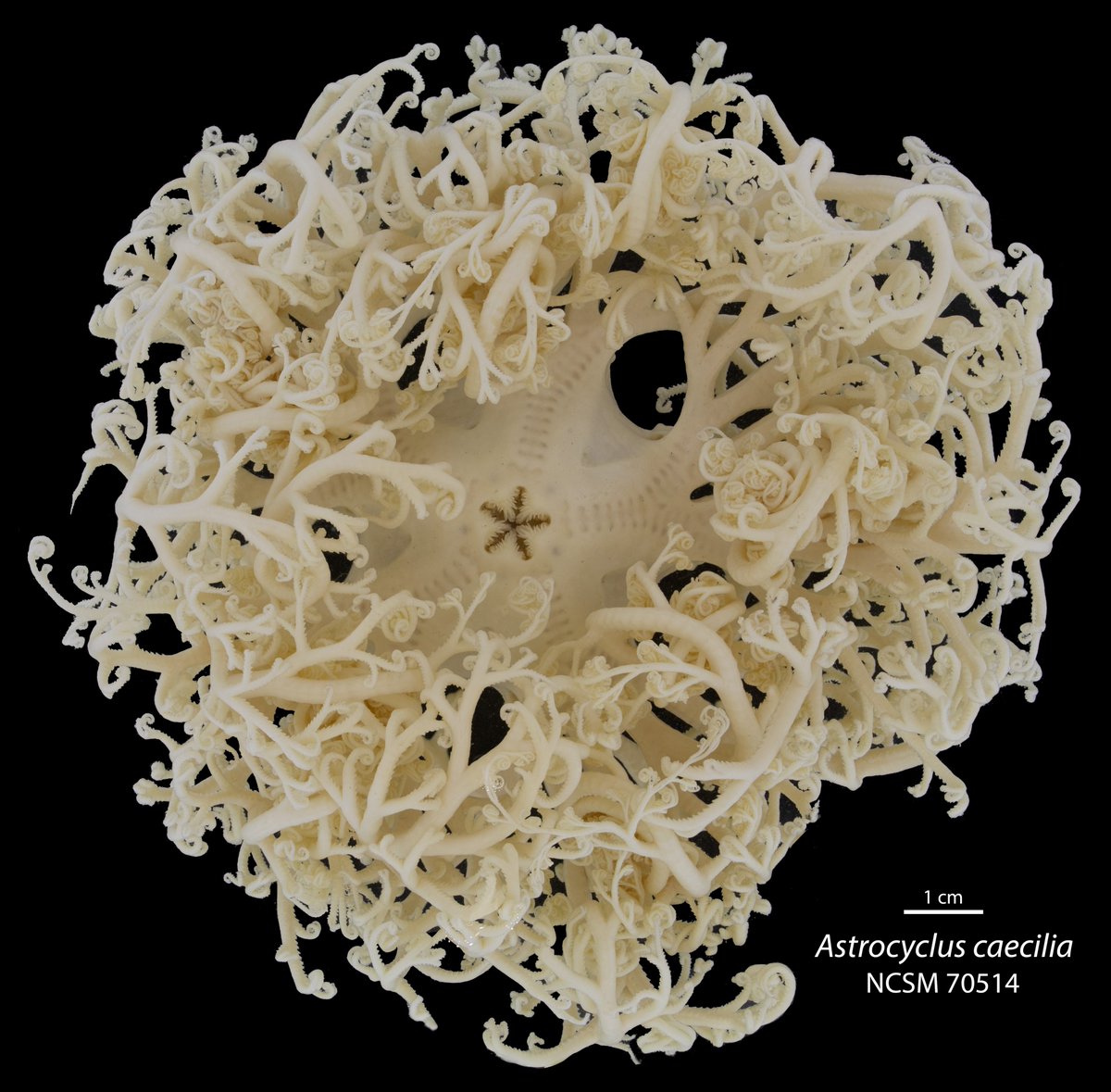 Dr. Bronwyn W. Williams (@bwwilliamslab) on Twitter photo A fabulous specimen for a #FantasticFriday
This is one of two basket stars collected off the coast of North Carolina on 23 June 1970 by the crew of the R/V Eastward at a depth of 60 m. Formerly in the <a href="/DukeMarineLab/">Duke Marine Lab</a> collection, currently housed <a href="/NaturalSciences/">NC Museum of Natural Sciences</a> NMI Collection. A fabulous specimen for a #FantasticFriday
This is one of two basket stars collected off the coast of North Carolina on 23 June 1970 by the crew of the R/V Eastward at a depth of 60 m. Formerly in the <a href="/DukeMarineLab/">Duke Marine Lab</a> collection, currently housed <a href="/NaturalSciences/">NC Museum of Natural Sciences</a> NMI Collection.