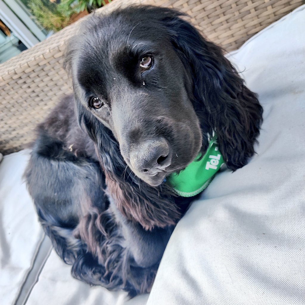 TheCasualSniper's tweet image. Butter wouldn't melt.......
#Colby #headcase 💙