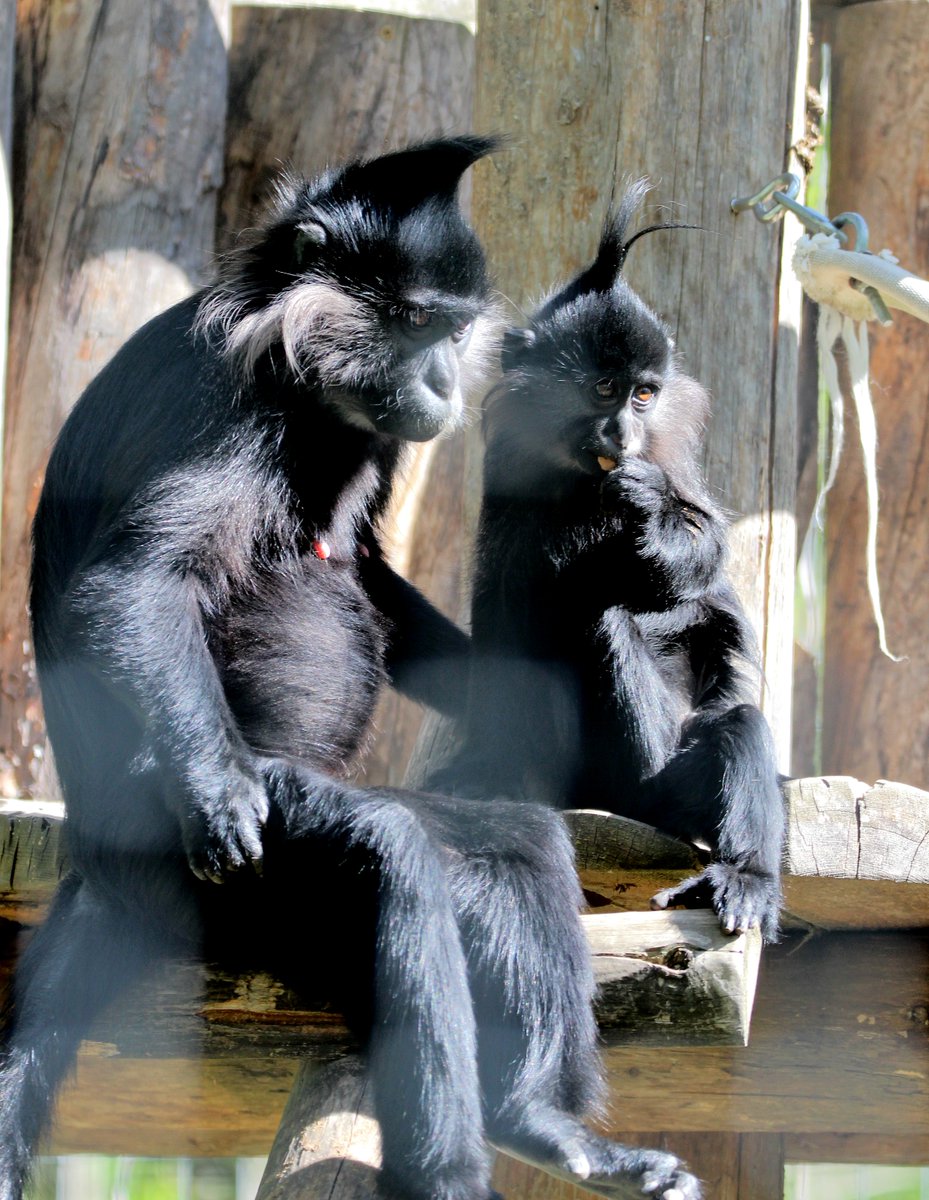 The Zoo is open all weekend long including Memorial Day, Monday, May 29! Our hours on Saturday, Sunday, and Monday will be 9:30 am to 5 pm. Purchase your tickets in advance online to receive a discount at bit.ly/3V1FWOb. 
#blackcappedmangabey