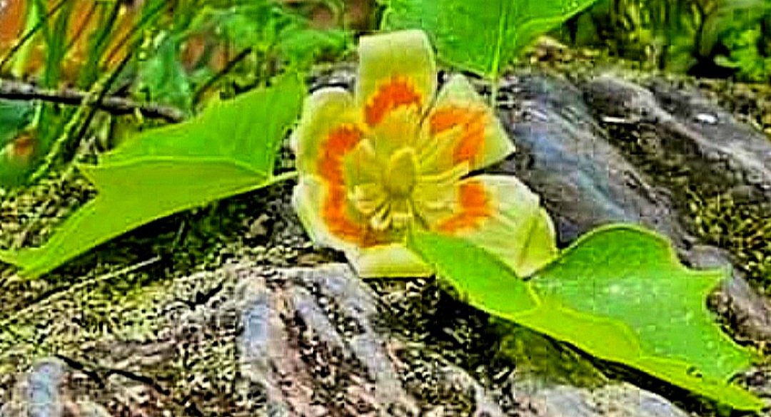 Tulip Tree Bloom 💛🧡 Beautiful 
#FloweringTrees #TulipTreeBloom #TwitterNaturePhotography #Nature #TwitterNatureCommunity #Spring #landscapephotography #Spring2023 #WildflowerPhotography #Wildflowers #NaturePhotography #SpringBlooms