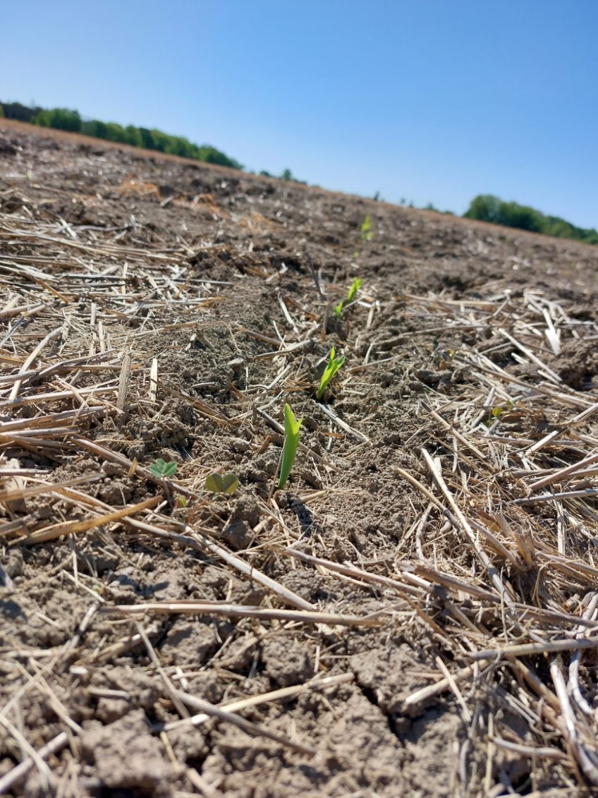 Jessica_Roelofs's tweet image. Thank you @FieldViewCanada for making sure I know what hybrid I’m in when walking #MiField plots! 🌽 #AGRISAgronomy