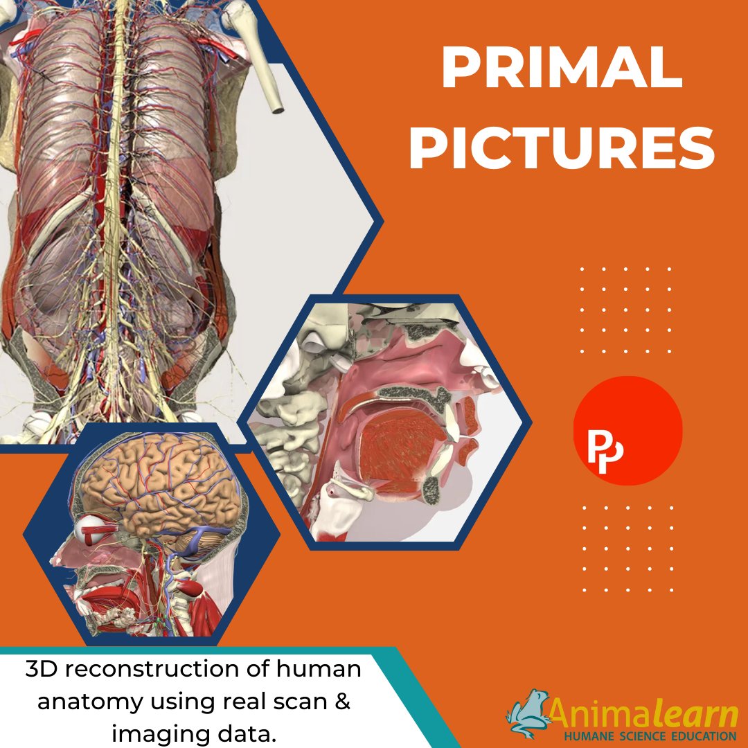 #TechTuesday New Online Dissection Resource from @PrimalPictures has amazing #3D images of #human #anatomy! #edtech #humanescience #humaneeducation #teachers #educators #scienceeducation #science #lifesciences #scienceteachers #sciencetwitter #teachertwitter #edutwitter #HigherEd