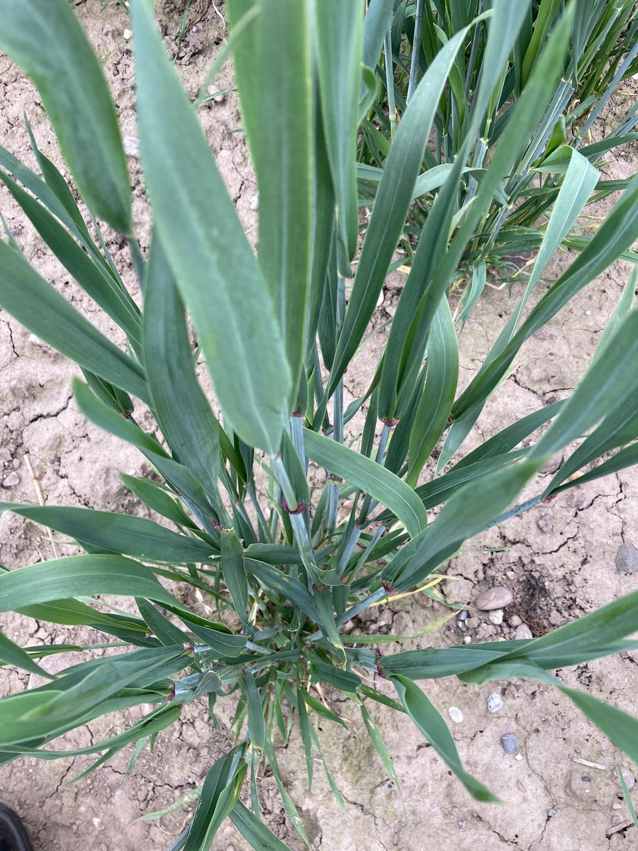naked_barley's tweet photo. F2 plants Macha wheat from Georgia crossed with bread wheat #ukgrainlab Macha is a hulled wheat with excellent disease resistance and tolerance to waterlogged soil https://t.co/IETKxX1HJh