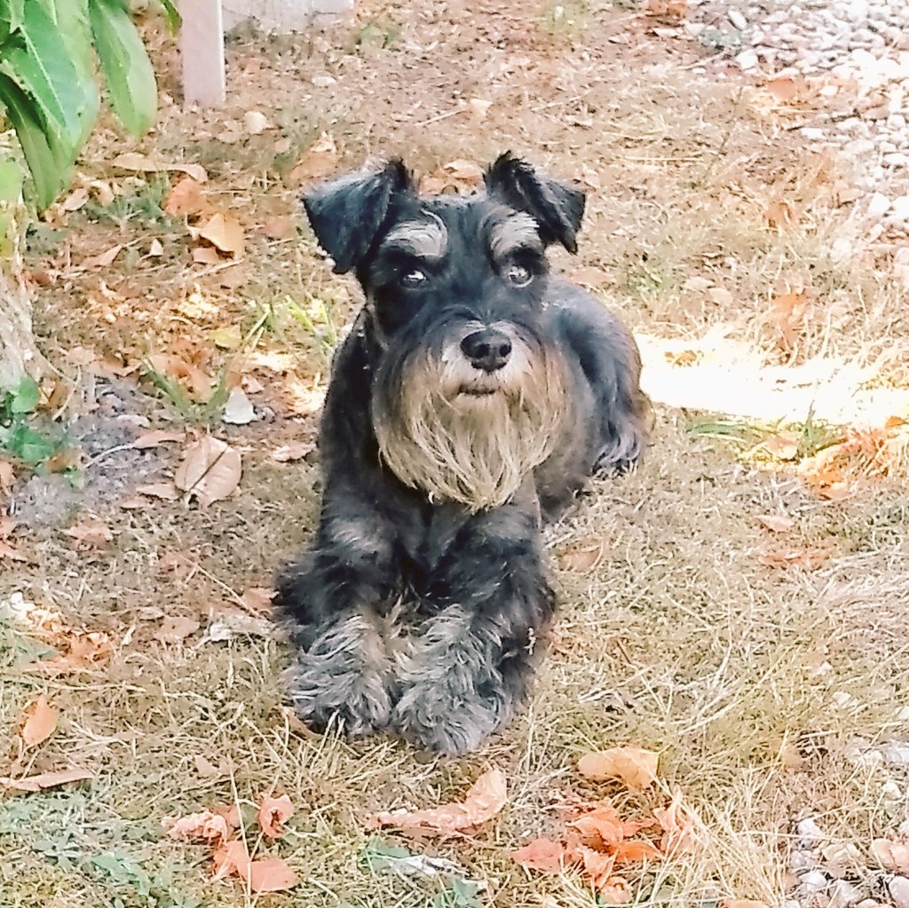 Miss her so much every day 
She was #thesweetestthing 
#schnauzer love 💔