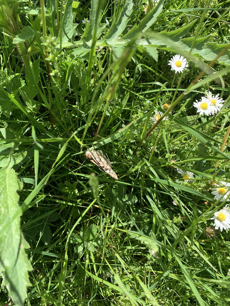 EYFSAveleyPrim1's tweet photo. @EYFSAveleyPrim1 our butterflies have emerged over the course of the week and today we cheered them on as they took their first flight! Happy Half Term everyone 🦋 https://t.co/wnP0HNRAs4