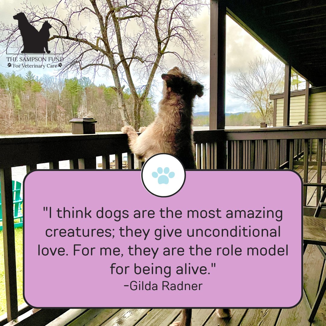 Happy Saturday! What do you love most about dogs? Share in the comments & let's spread some joy today!

#saturday #saturdayvibes #socialsaturday #capecod #capecodtwitter #capecodpets #capecodfun #dogs #cats #dogsoftwitter #caturday #dogmom #dogdad #weekend #weekendvibes #retweet