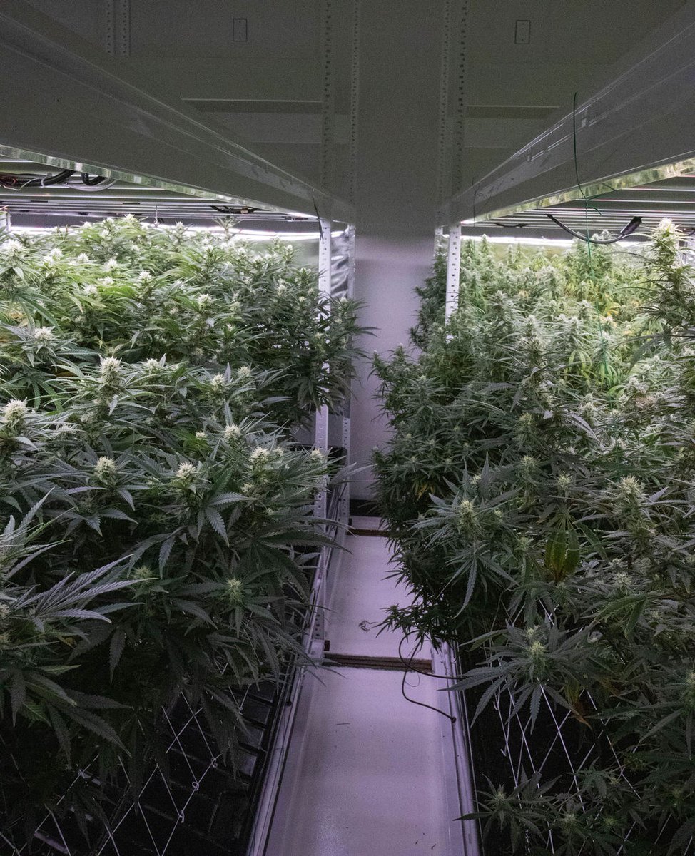 Indigrowmi's tweet photo. There's something so magical about the lush green isles that just takes your breath away ✨ #craftcultivation #microdifference #cannatourism #visitmuskegon #thisismuskegon #smokelocal #muskegonmade #muskegonproud #resistcorporateweed #ditchthedispensary #growgreatdontremediate https://t.co/wVTcoiGbfr
