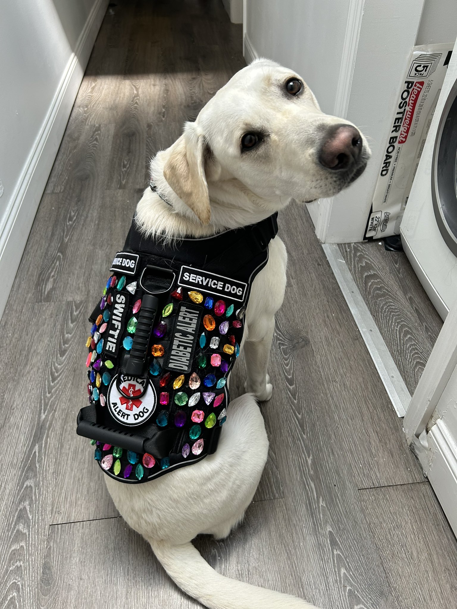 Rainbow service dog vest hot sale