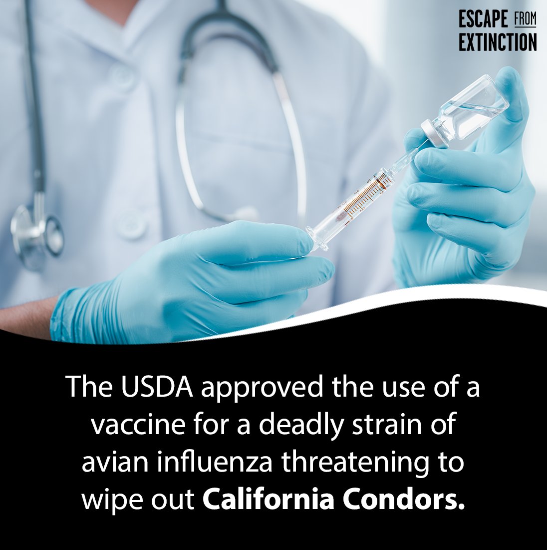 The USDA approved the use of a vaccine for a deadly strain of avian influenza threatening to wipe out California condors–an already critically endangered vulture species. There are fewer than 350 of them in the wild. bit.ly/3MwVg3t #EscapefromExtinction