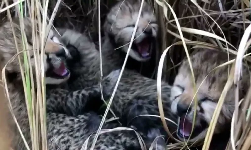 conexaoplaneta's tweet photo. Morrem três dos quatro #filhotes de #guepardos nascidos na Índia: eram os primeiros em vida livre após 70 anos de #extinção. Filhotinhos eram de uma das fêmeas que foram reintroduzidas num parque nacional no ano passado. Causa da morte foi calor extremo: https://t.co/RLz5Chz0X4 https://t.co/nGxiQMIkFU