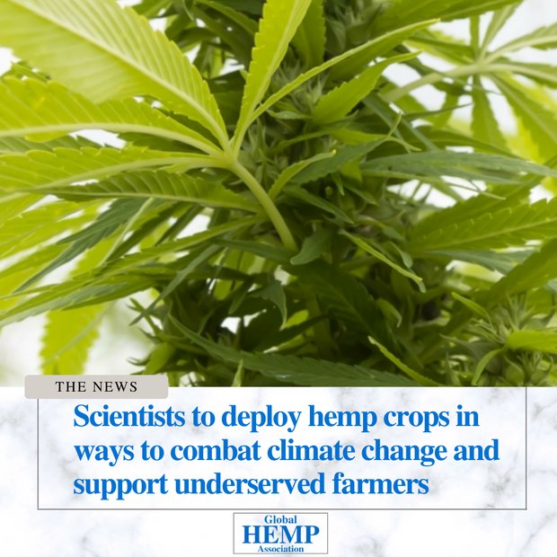 Growing Hemp Association tweet media