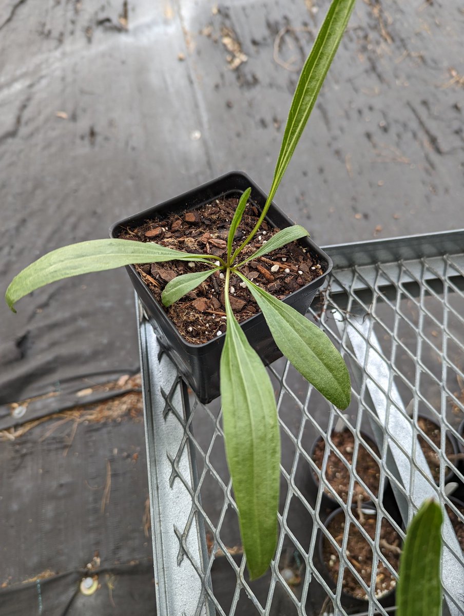 emersonaceae's tweet photo. @chazz_jordan Turns out I only have 52, not 54. Let's chat next week about shipping you some leaf material. https://t.co/EW6XPe7e3z