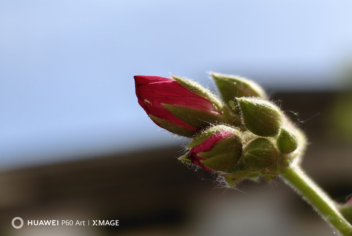 fabrizio_degni's tweet photo. Hello,
today no time at all for posting 🤭but... BUT 4 pictures are asking to be published with priority 😆
#huawei #huaweip60art #pictures #phots #supermacto @huaweimobile @Snapdragon #ShotOnHuawei #ShotOnSnapdragon https://t.co/bNvpgJZswZ