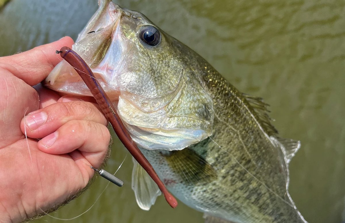 An early start to Memorial Day weekend never hurt anybody!🇺🇸🎣
-
Tag us in your pictures using #huntpost for a chance to be featured! 
-
-
#fishing #memorialday #weekend #bassfishing #dropshot #fishingtips #fishingtackle #largemouthbass #bassmaster