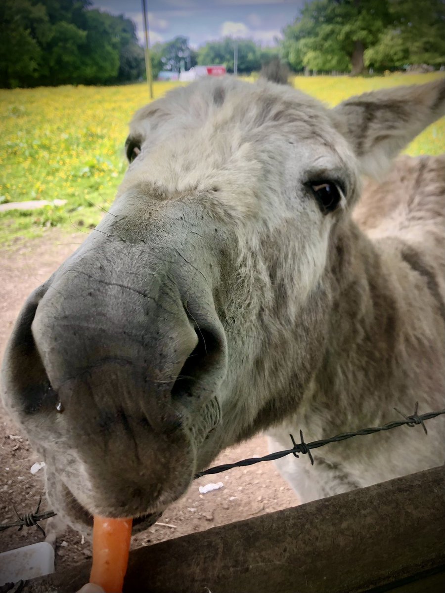 #boomhall #derry #thewalledcity #goats #donkey