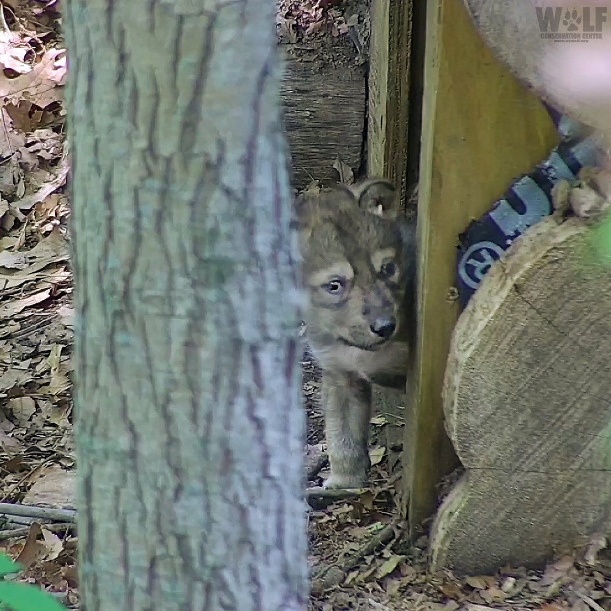 #PupDate! 🐾🐺
Trumpet's 26-day-old Mexican gray wolf pup can't resist teetering around on new legs to explore outside his den. His blue eyes, wide open now, take in the world with curiosity. Every day brings new wonders - what discoveries will the little adventurer make today?