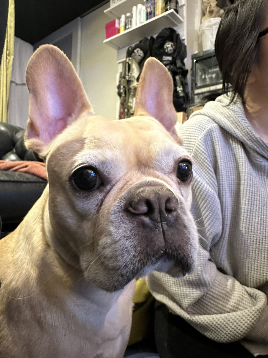 Pharol5's tweet image. 5月26日は我が家の愛猫SytryとBelethの誕生日🎂　生きてたら9歳だね。
お誕生日お(・∀・)め(・∀・)で(・∀・)と(・∀・)う！