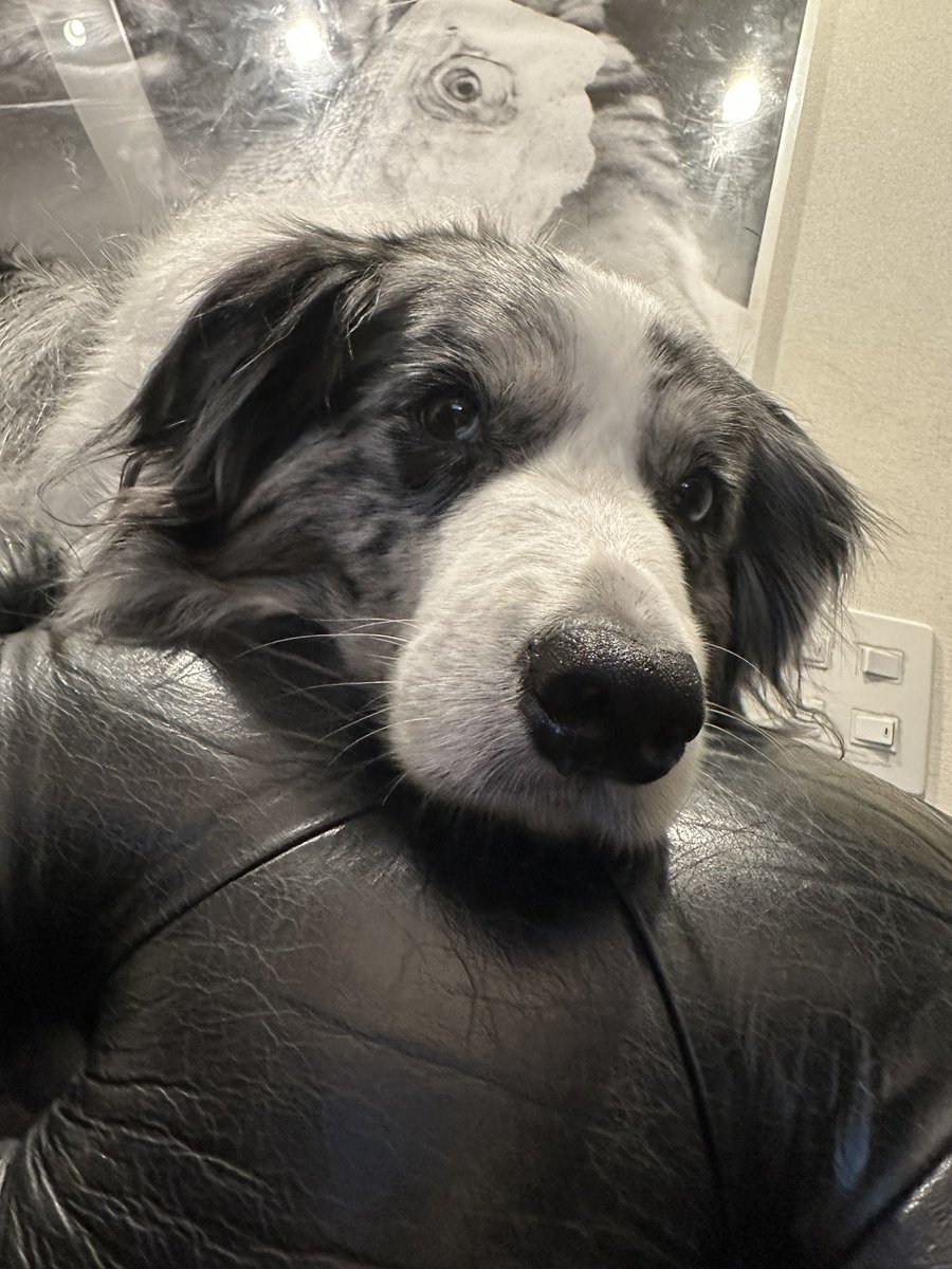 Pharol5's tweet image. 5月26日は我が家の愛猫SytryとBelethの誕生日🎂　生きてたら9歳だね。
お誕生日お(・∀・)め(・∀・)で(・∀・)と(・∀・)う！