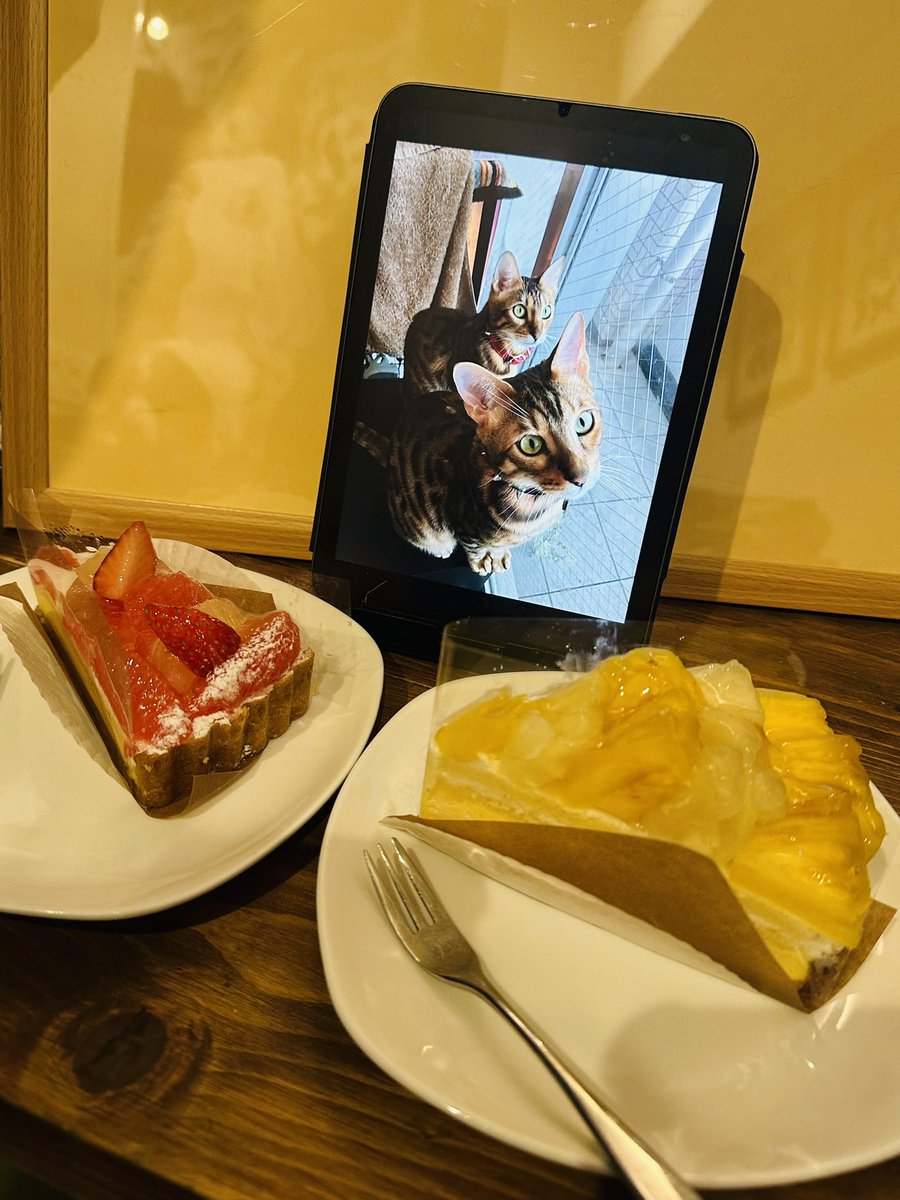 Pharol5's tweet image. 5月26日は我が家の愛猫SytryとBelethの誕生日🎂　生きてたら9歳だね。
お誕生日お(・∀・)め(・∀・)で(・∀・)と(・∀・)う！