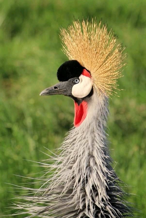 When you encounter a model willing to pose for you, life can be truly rewarding! Known by different names, such as Grey-crested Crane and East African Crane, the Golden-crowned Crane is a species worth cherishing.

#EncounterElewana #ElewanaMoments
