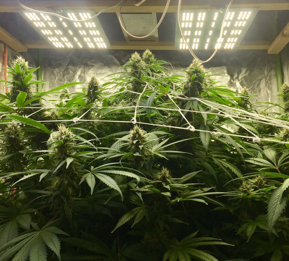 What are the most common challenges faced by beginner growers, and what strategies can be employed to overcome them? 🤔🌱#CannabisCommunity #cannabisindustry